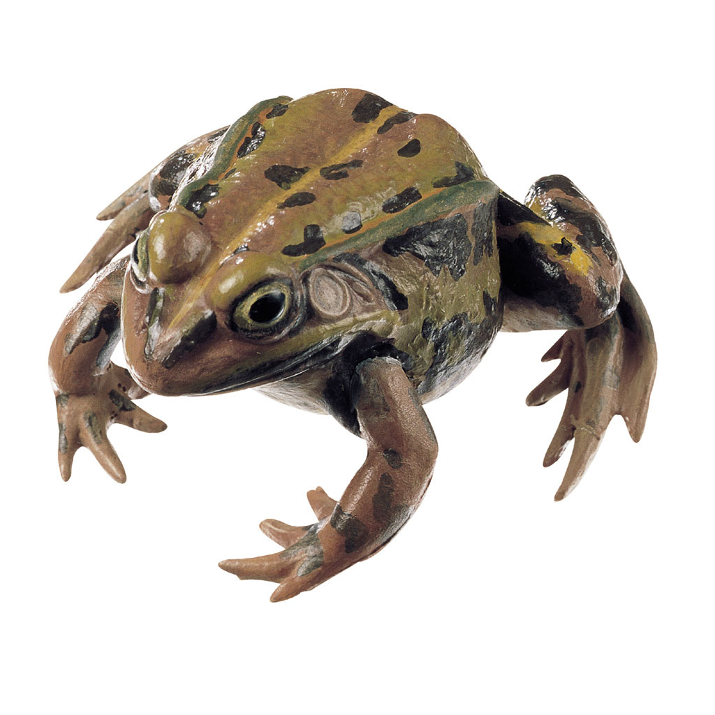 Kleiner Teichfrosch