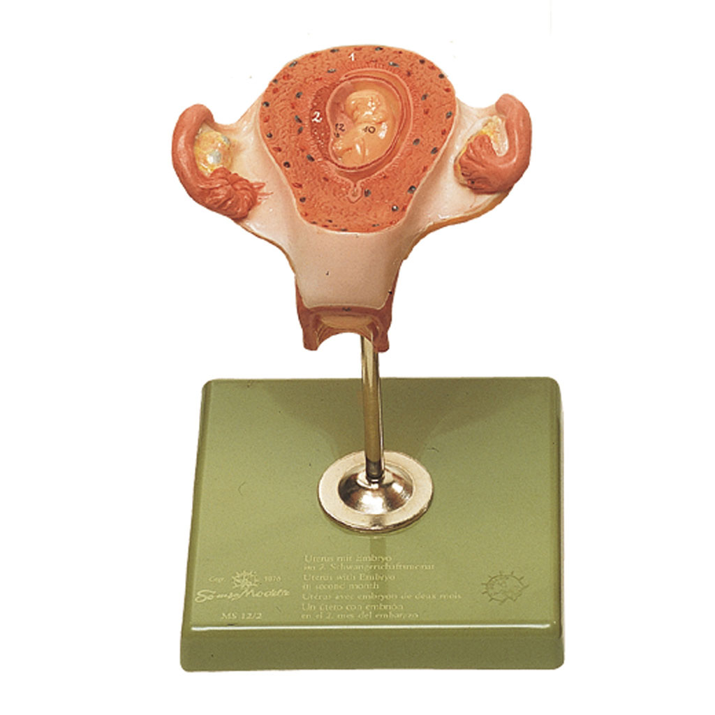 temp2146J96988JQJ3XEw Schwangerschaftsmodell ca. 2. Monat