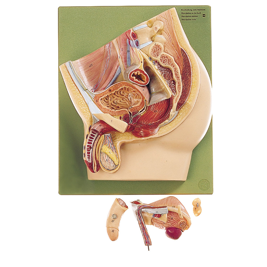 temp21355f0FtSvSLzUhG Medianschnitt des männlichen Beckens