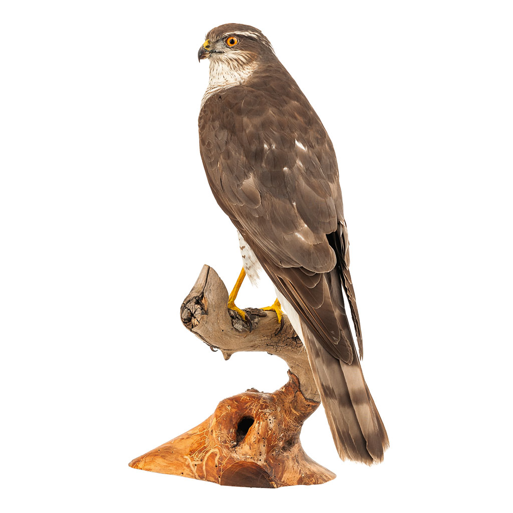 Ganzpräparat Sperber Ganzpräparat Sperber