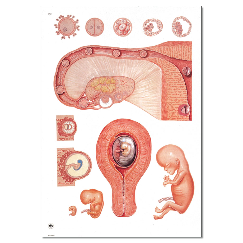 Embryologie I - ohne Holzbestäbung