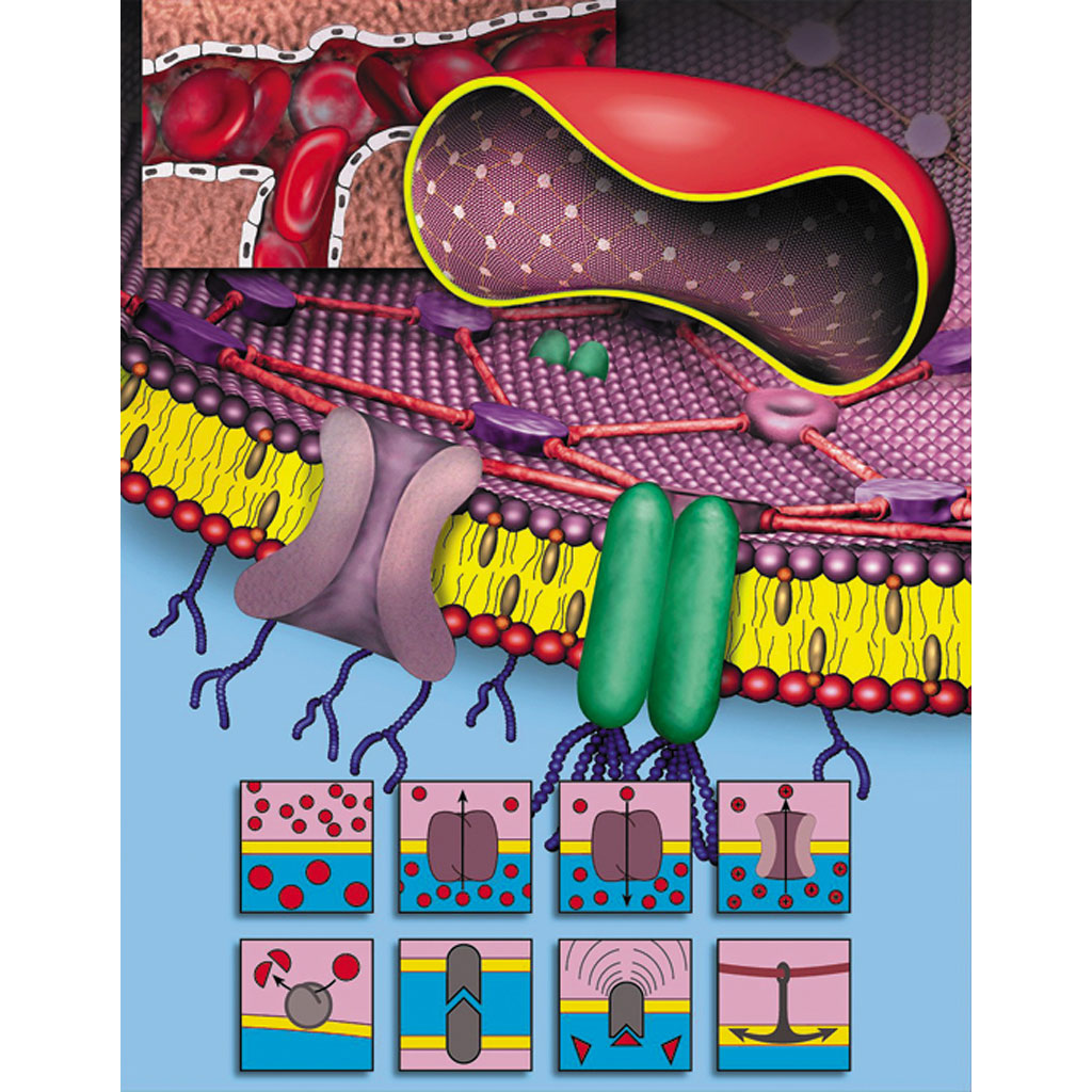 temp22309_1IpMa6E3bAjUdo Zellbiologie