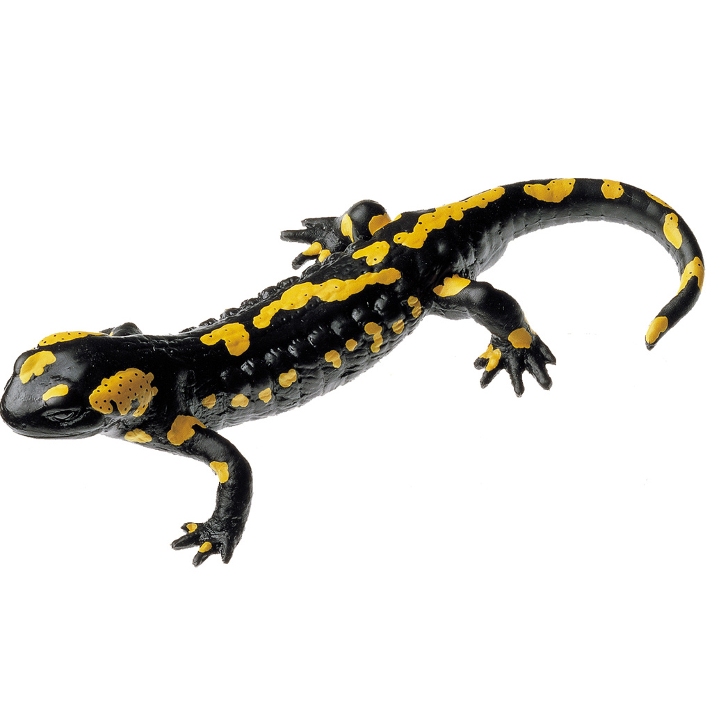 Gefleckter Feuersalamander – Männchen