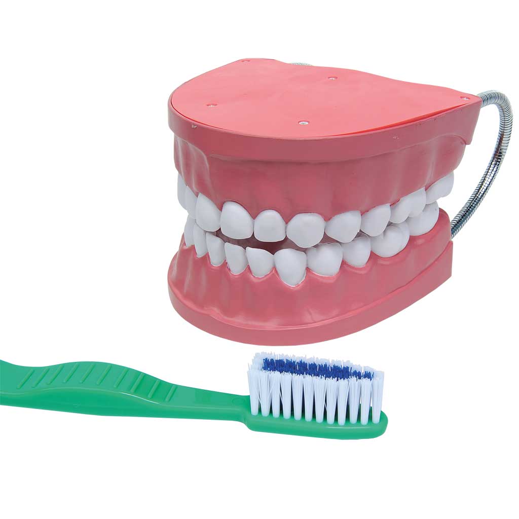 tempzahnpflegemodell_wiemann_lehrmittel_10165 Auf diesem Bild ist das Produkt mit der Art.Nr.: W-10165 zu sehen