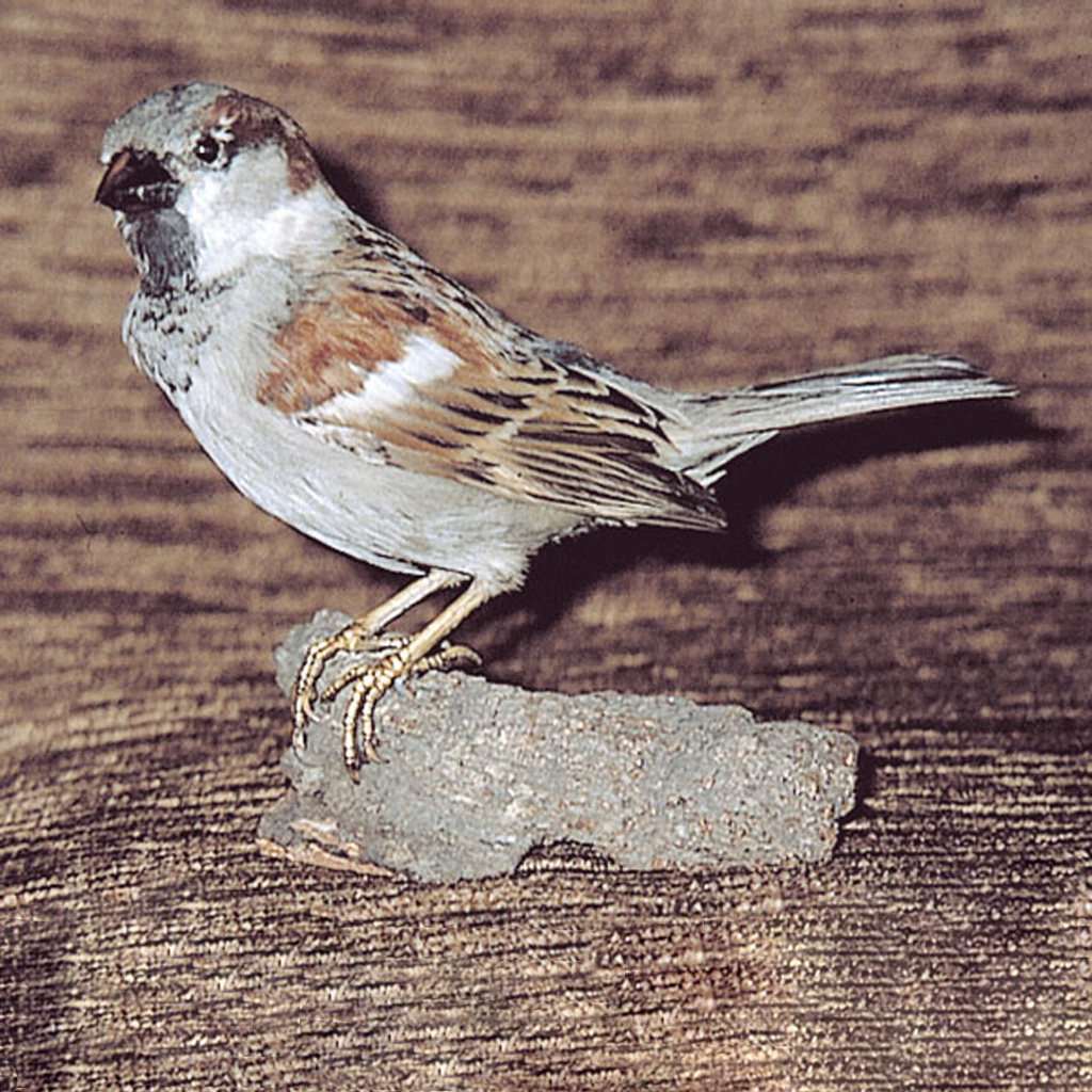 temp2314wQpqsAf04XpK3 Ganzpräparat Feldsperling