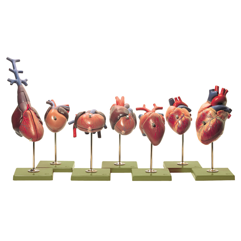 Herzmodelle von Wirbeltieren
