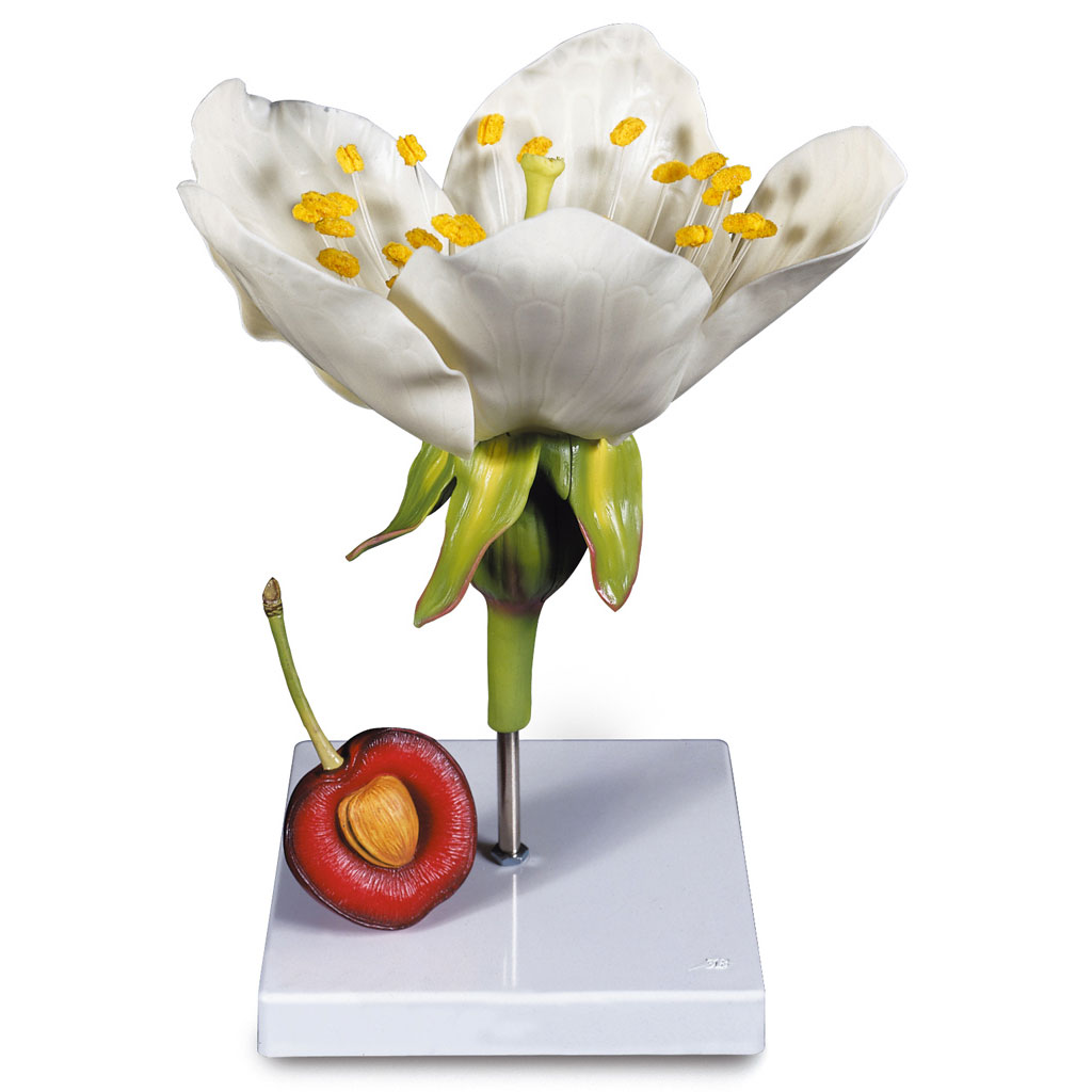 temp217506pi2Ua1yGkARE Kirschbaumblüte mit Frucht Prunus avium