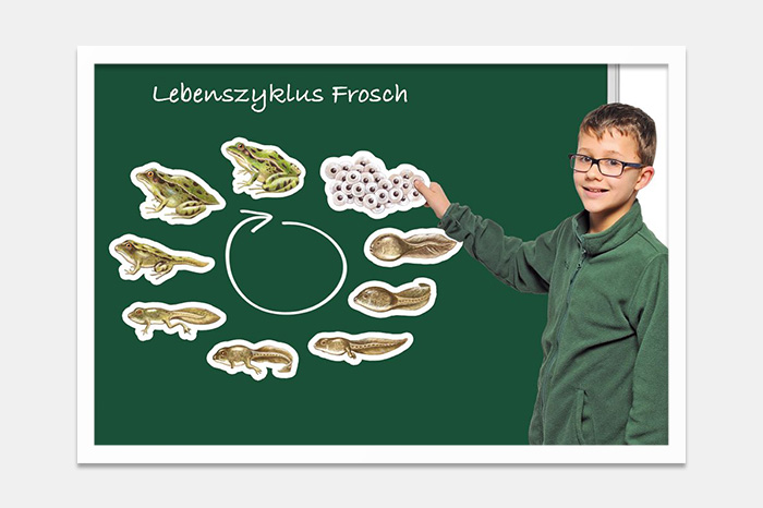 Unterrrichtsmaterialien Grundschule – Magnetisches Tafelmaterial Junge vor Tafel mit Lebenszyklus Frosch