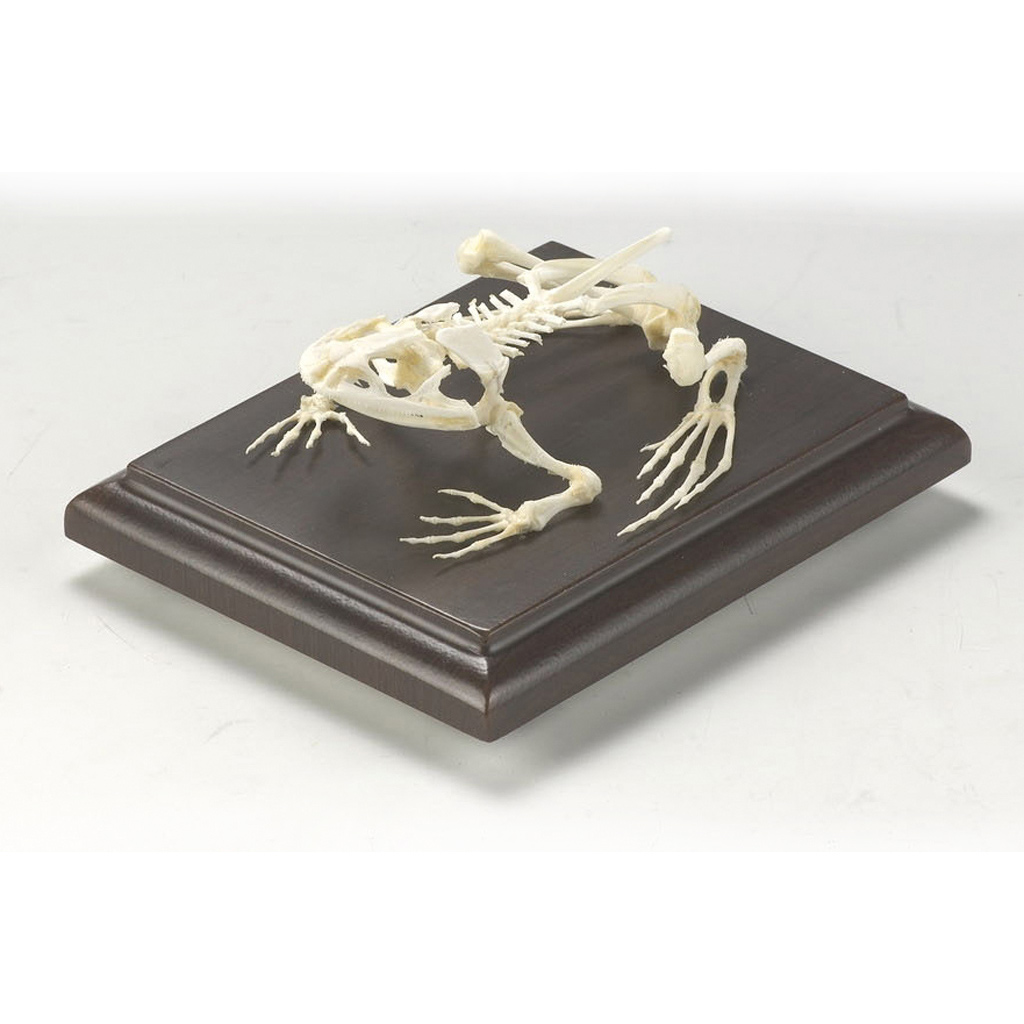 temp22221So7R7FFwptWOm Auf diesem Bild ist das Produkt mit der Art.Nr.: W-22221 zu sehen