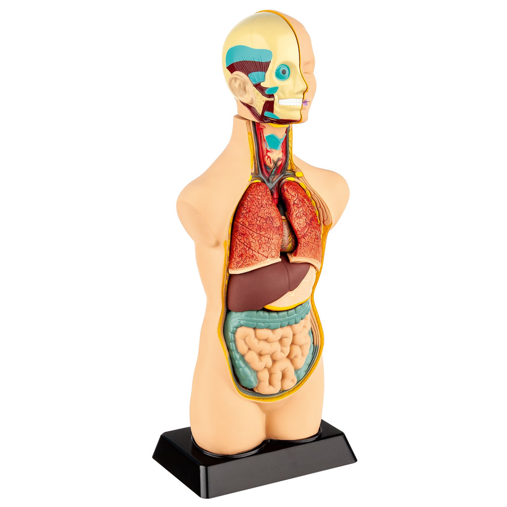 Übungstorso Mensch Übungstorso Mensch