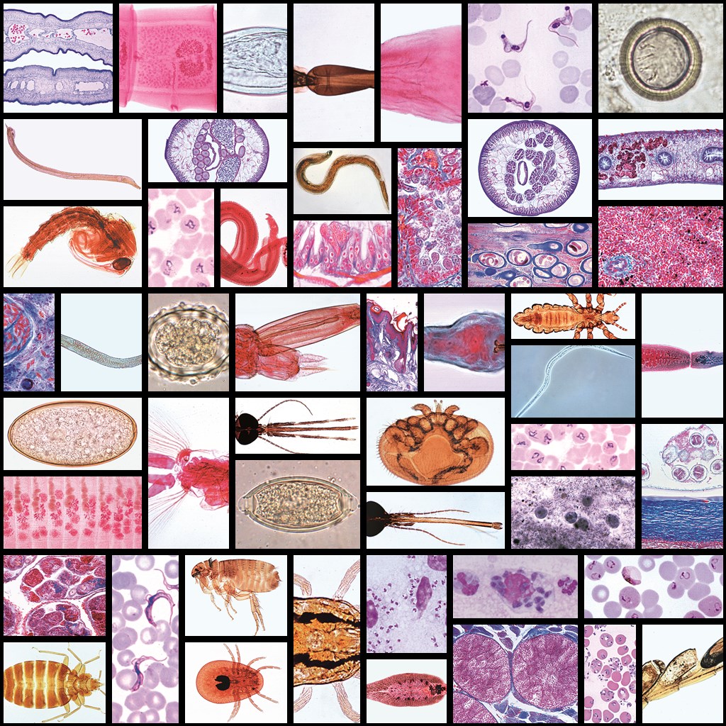 Serie 3900 Parasitologie