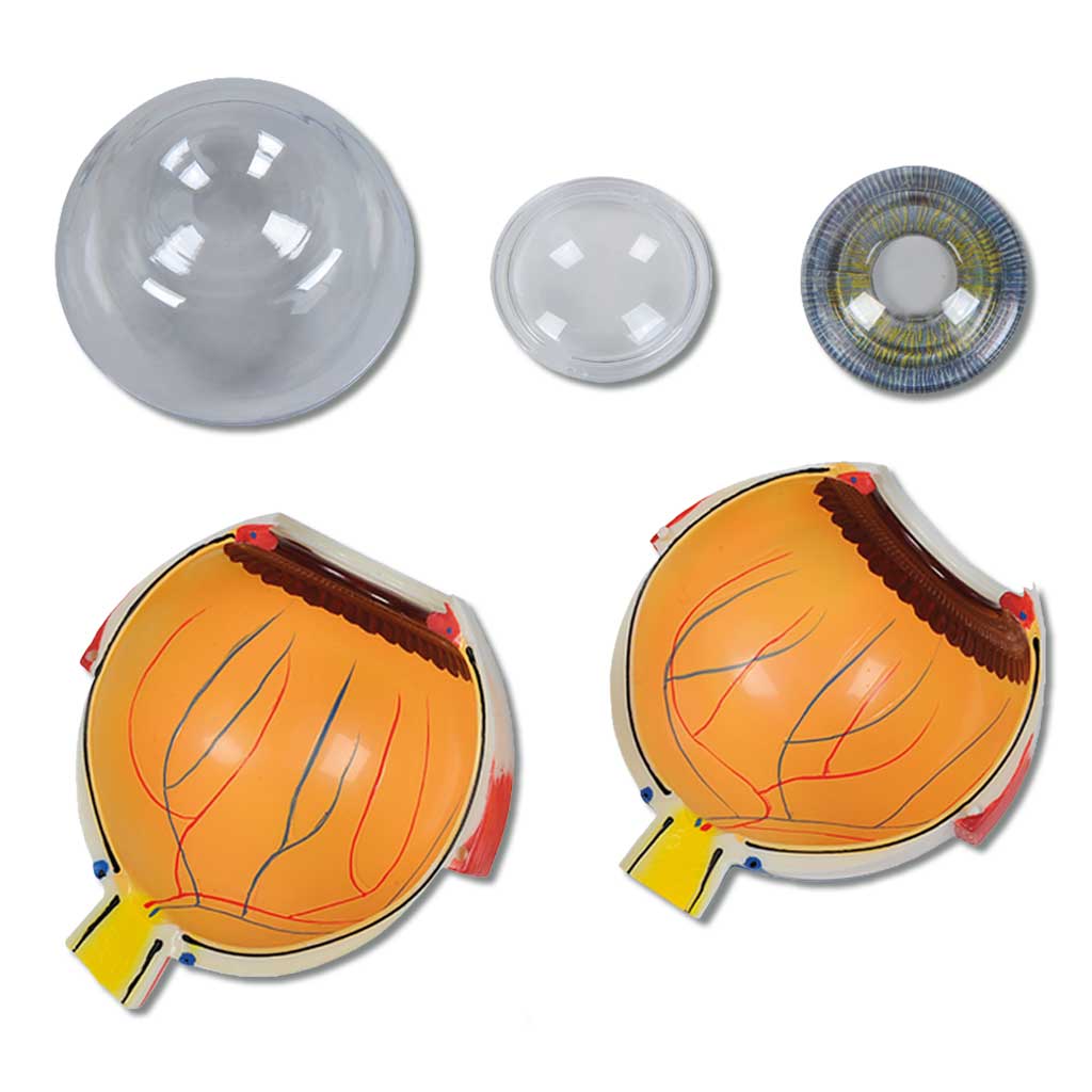 temp22331_a_menschlichesauge_w3rJQRgxdrPaB Das menschliche Auge - Modell