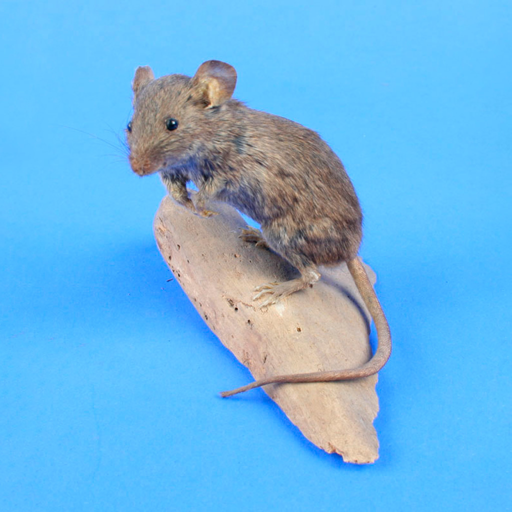 Ganzpräparat Hausmaus