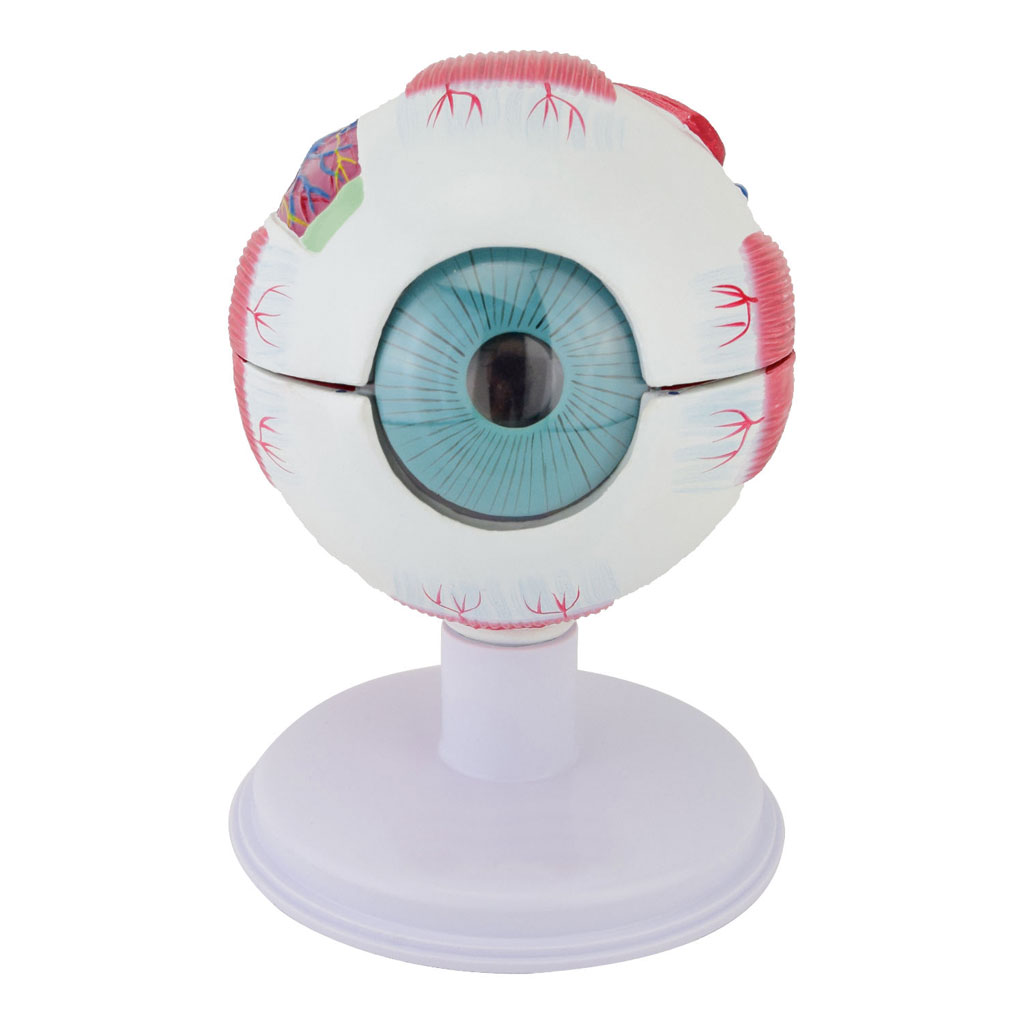Auge 6-teilig