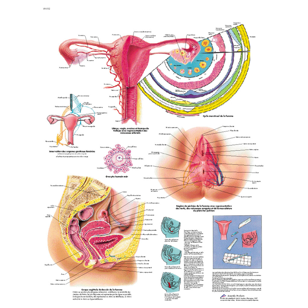 Die weiblichen Genitalorgane - Poster laminiert