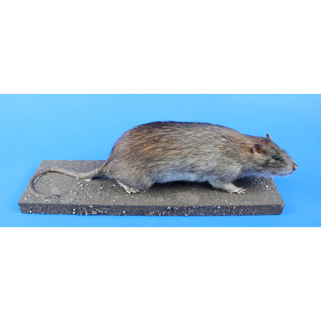 Ganzpräparat Wanderratte