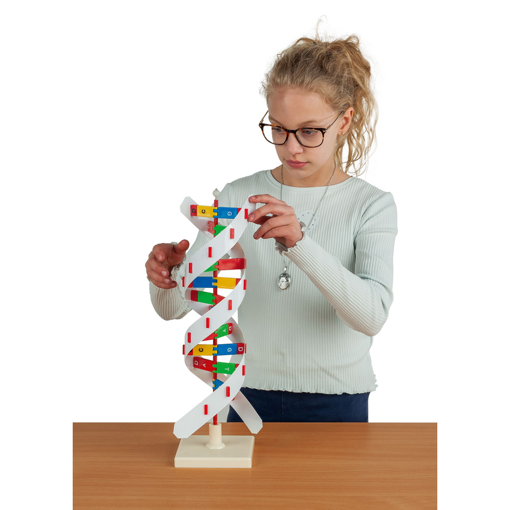 DNA-Übungsmodell für die Hand des Schülers