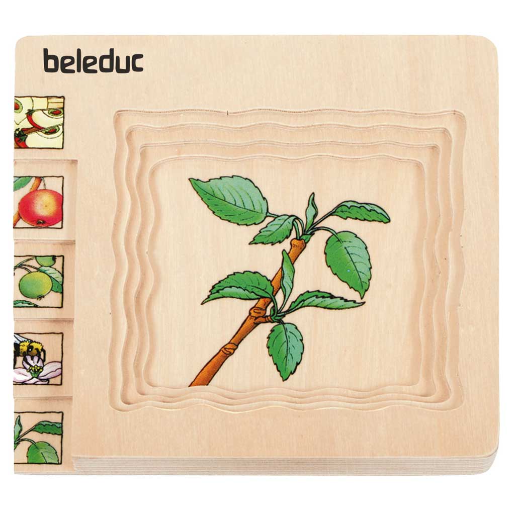 templagenpuzzle_apfel_wiemann_lehrmittel_80312a Lagenpuzzle Apfel