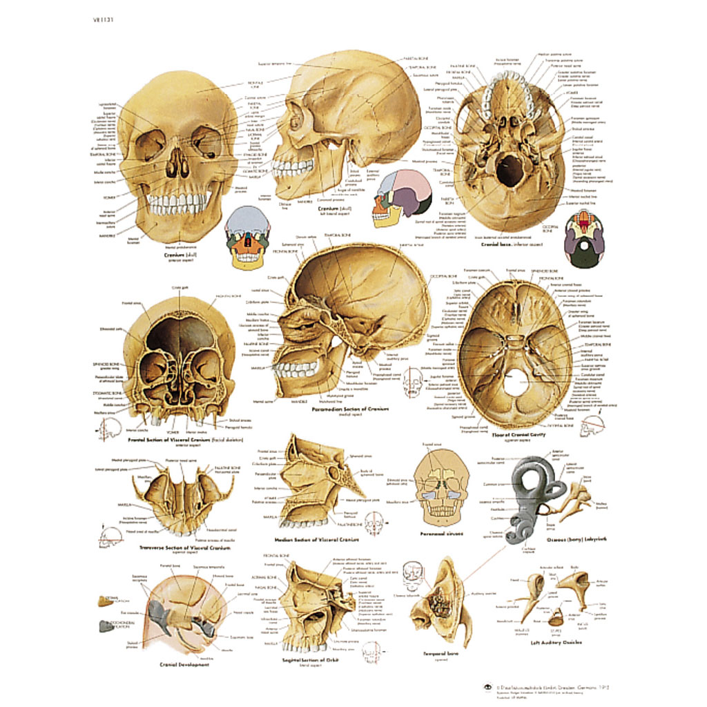 Der menschliche Schädel - Poster laminiert