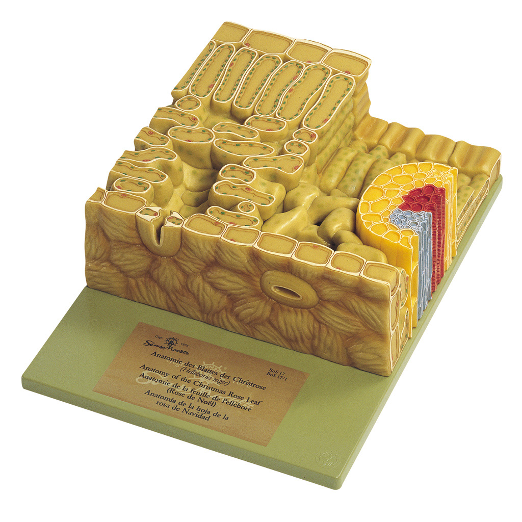 temp23512EDRuC9vvaMgZ Schnittmodell Laubblatt