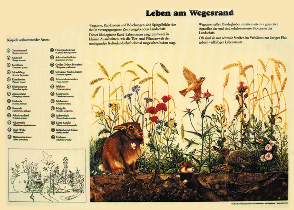 Leben am Wegesrand - Poster laminiert