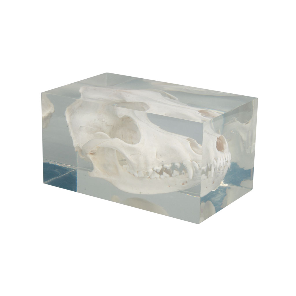 Hundeschädel, im Kunststoffblock