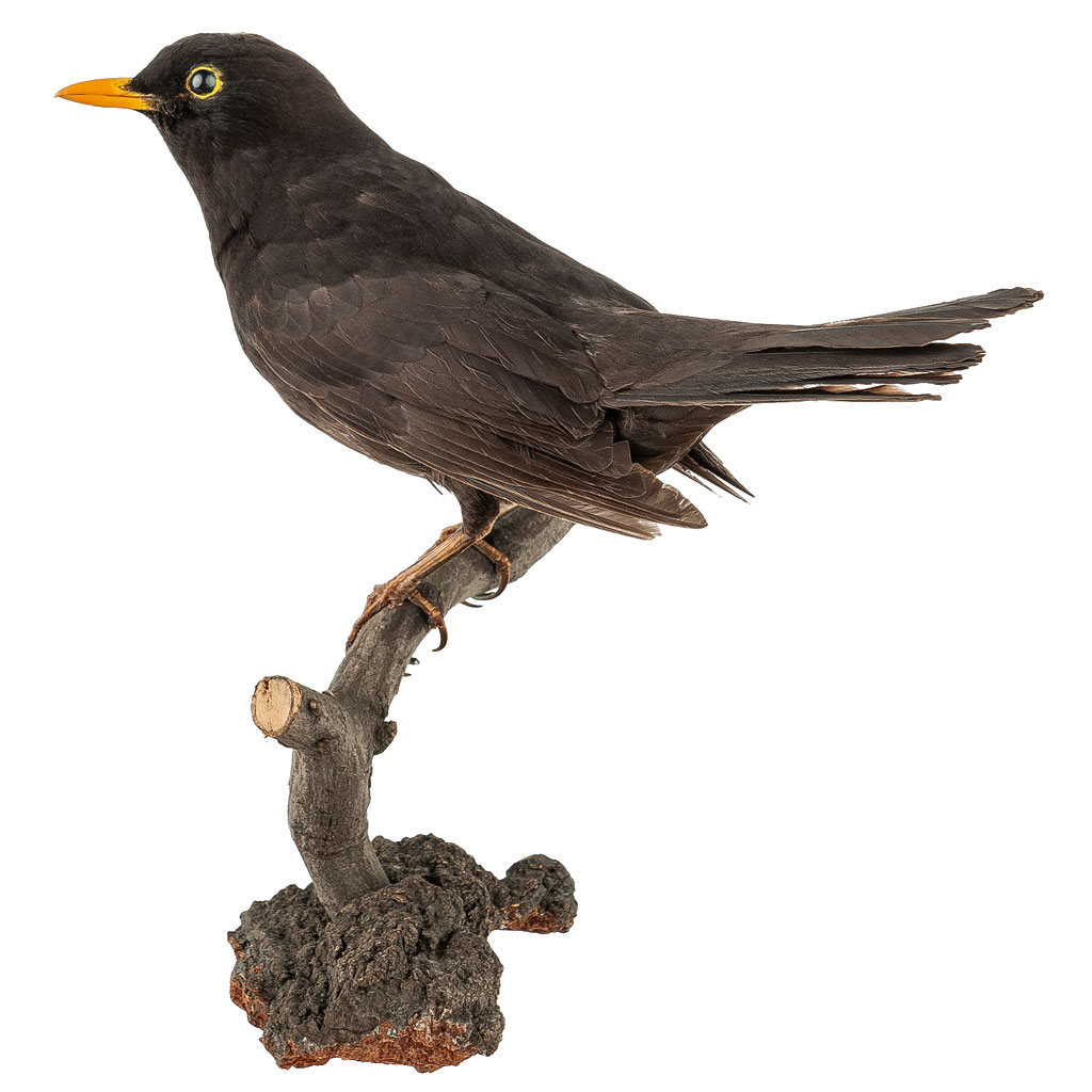 Ganzpräparat Amsel Ganzpräparat Amsel