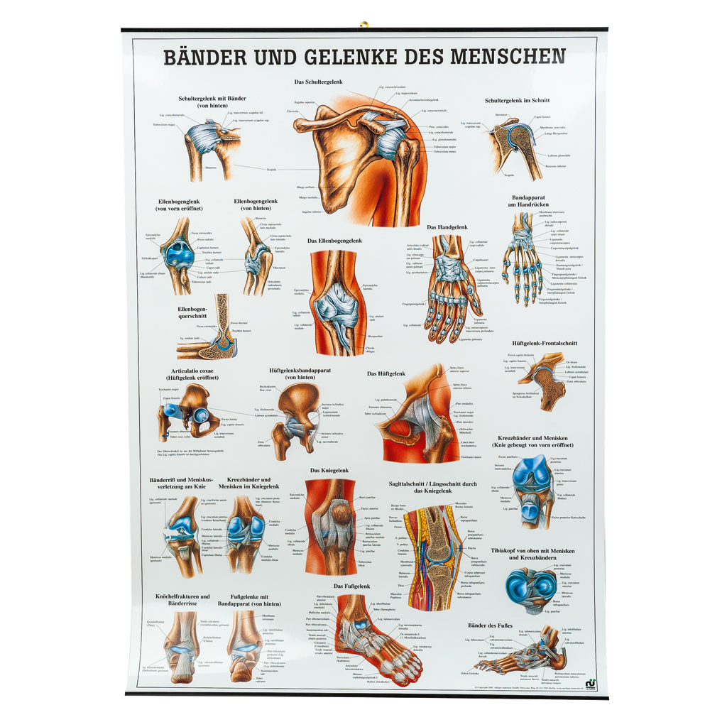 Bänder und Gelenke des Menschen