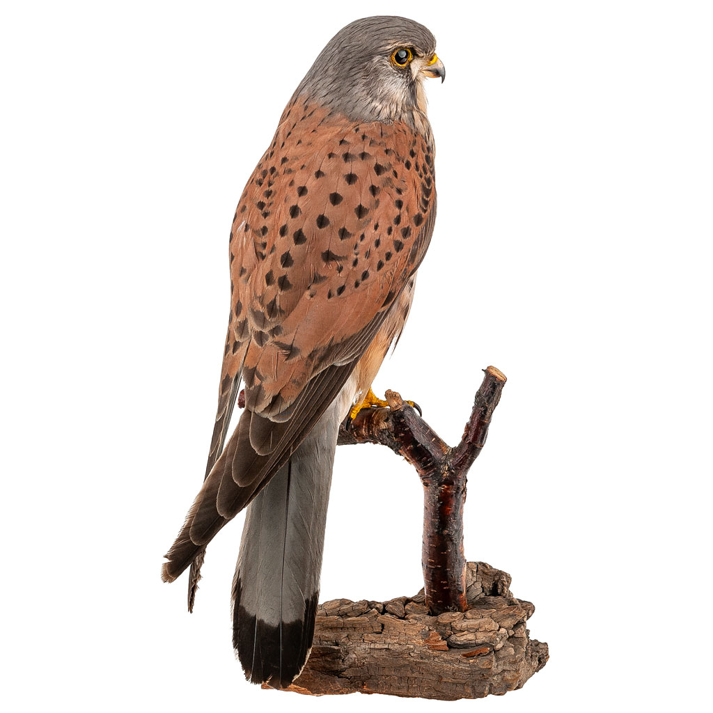 Ganzpräparat Turmfalke
