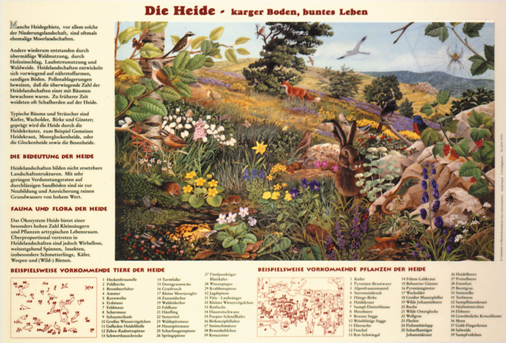 temp21179gQuRjkZAHn2WF Die Heide - karger Boden, buntes Leben - Papierposter