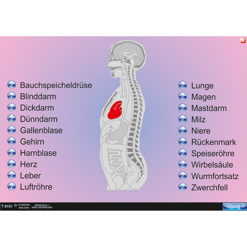 Interaktive digitale Tafelbilder HUMANBIOLOGIE 1