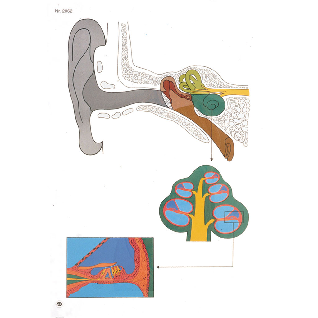 Ohr - ohne Holzbestäbung