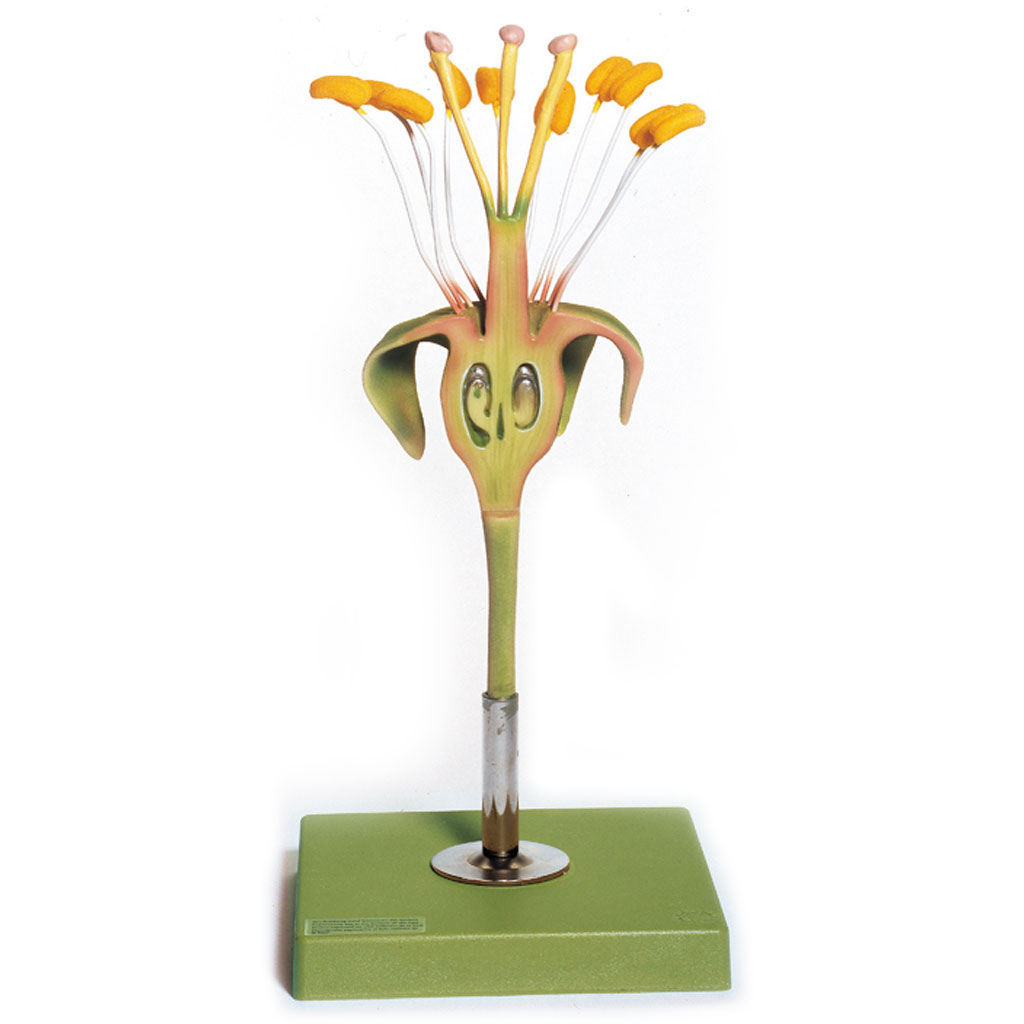 temp23624LfDO6ZKMpHOp Apfelblüte, Fruchtknoten im Längsschnitt