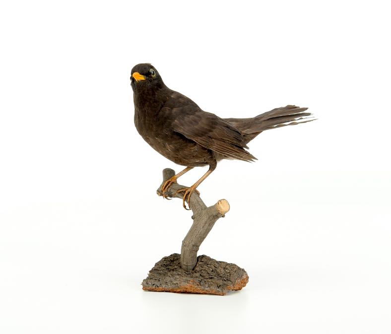 Ganzpräparat Amsel