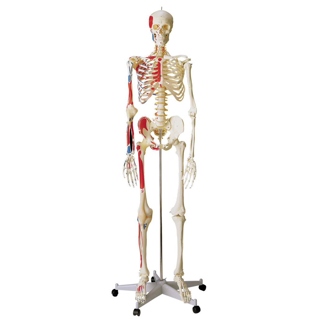 Skelett in Spezialausführung für Schulen