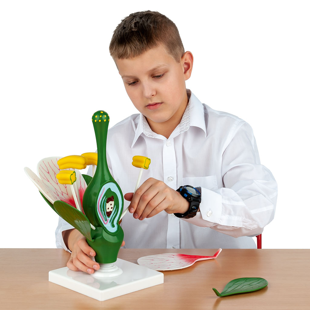 Blütenmodell Blütenmodell