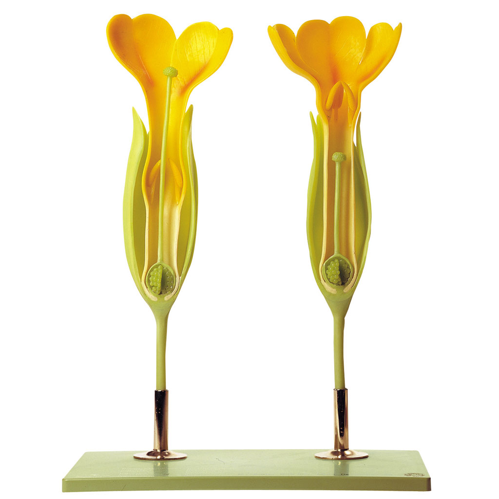 temp23690TtSBepxMcCna Duftende Schlüsselblume