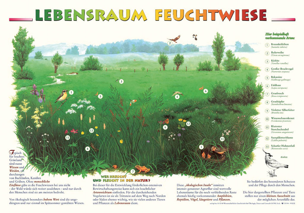 Lebensraum Feuchtwiese - Poster laminiert