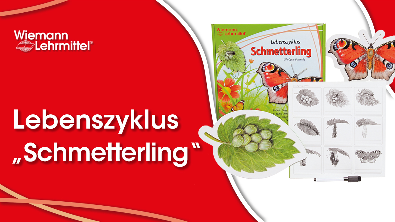 W-22405_Lebenszyklus_Schmetterling_Wiemann-Lehrmittel Video_zu_Lebenszyklus_Schmetterling_Wiemann-Lehrmittel