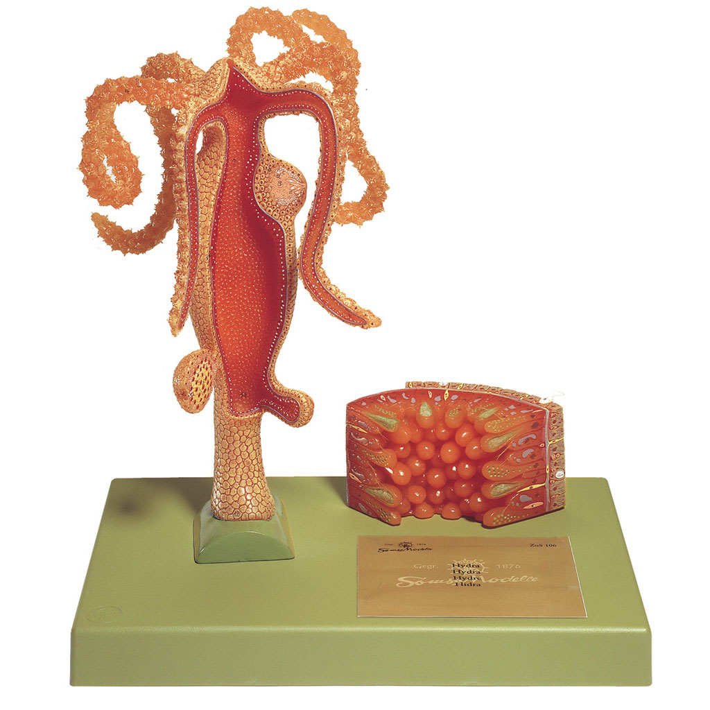 temp2167u8ZldLW9MIFu9 Süsswasserpolyp