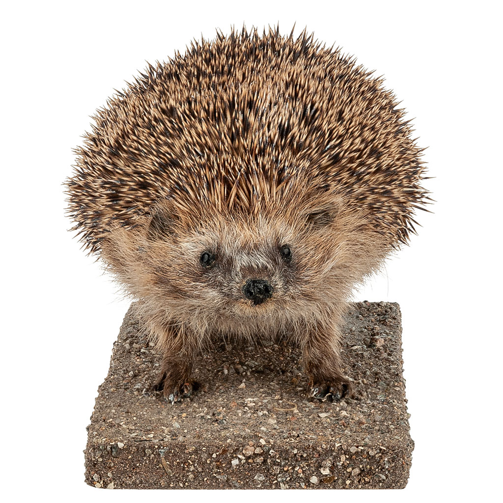 Ganzpräparat Igel