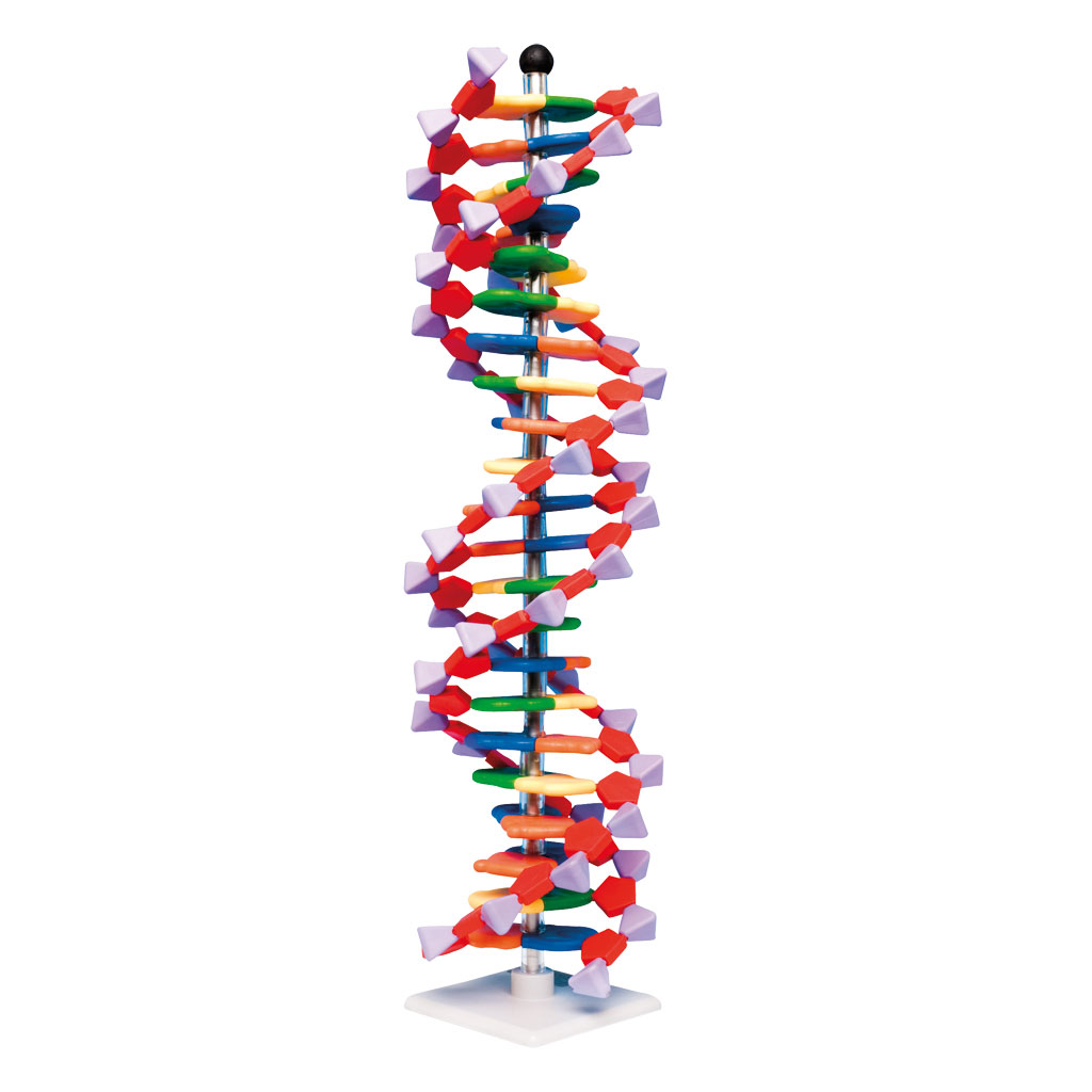 DNA-Doppelhelix-Modell, miniDNA®-Bausatz DNA-Doppelhelix-Modell, miniDNA®-Bausatz
