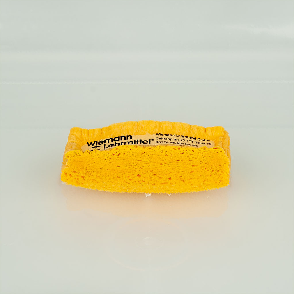 Quellschwamm für die Tafelreinigung