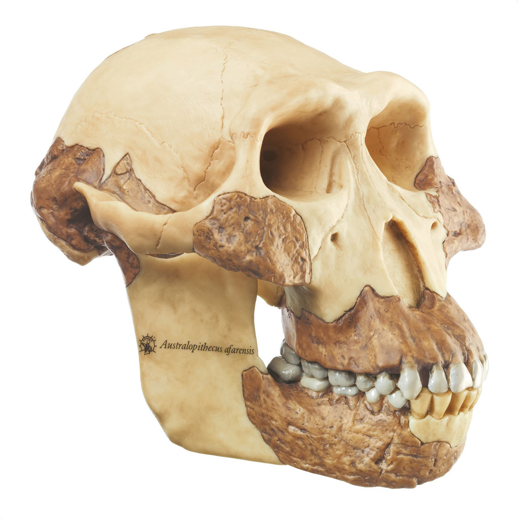 Schädelrekonstruktion – Australopithecus afarensis