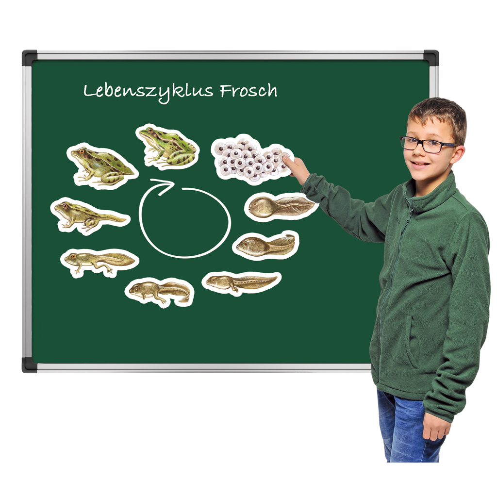 Vom Ei zum Frosch-Bild Auf diesem Bild ist das Produkt mit der Art.Nr.: W-22404 zu sehen