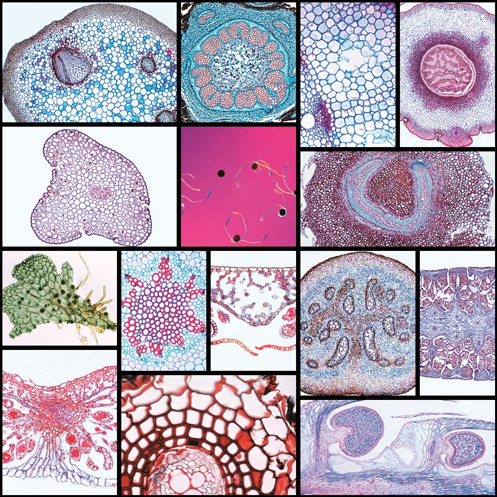 tempmp-s788xx-ff-serie-farnplfanzen3olBSycu9c41I Serie 78800 Farnpflanzen (Pteridophyta)