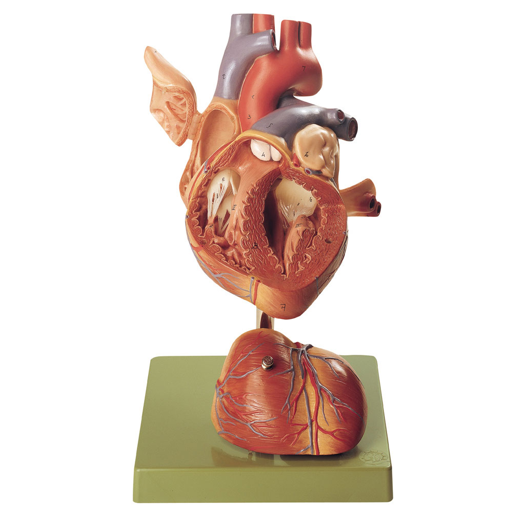 Herzmodell 4-teilig