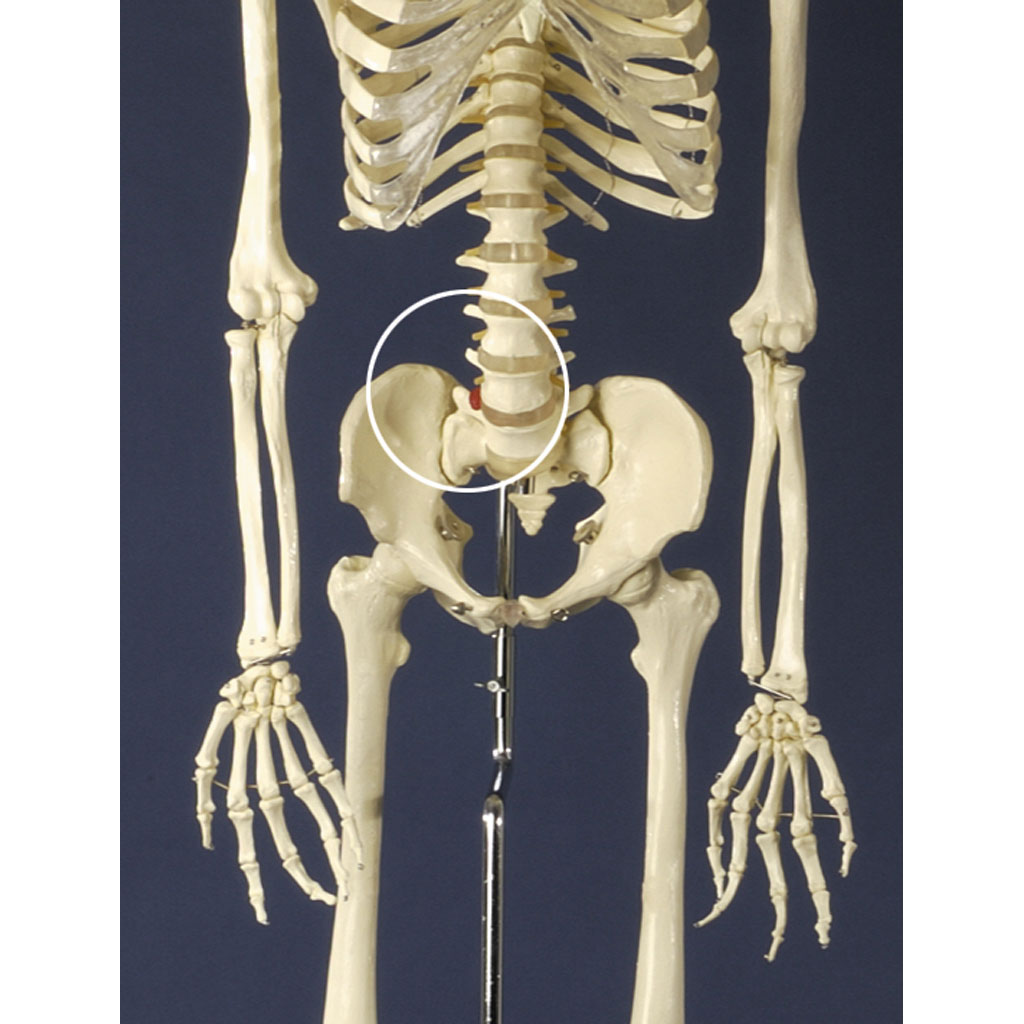 temp21323_2wVx5fJyQMPksz Menschliches Skelett