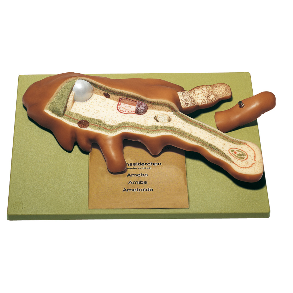 temp21570ETctACJ43siUO Wechseltierchen