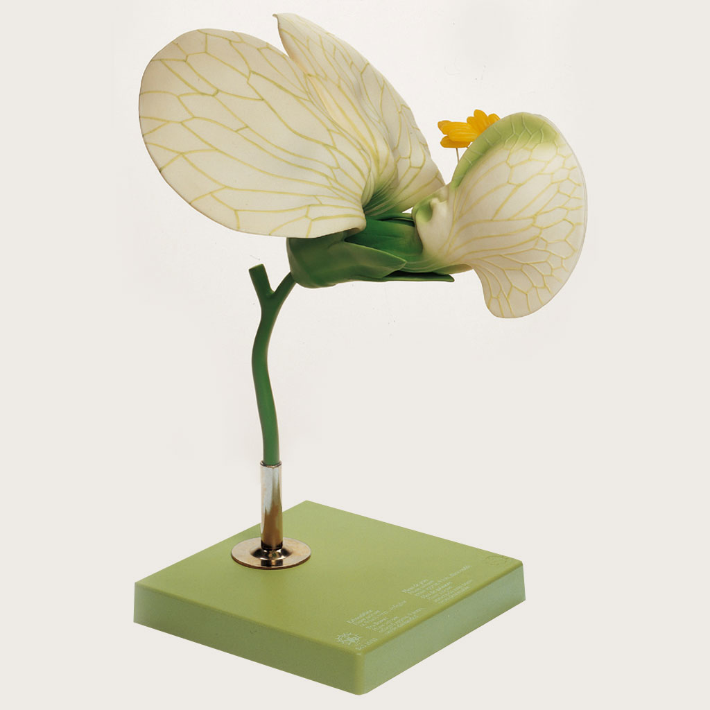 temp23645jc16uU7Ecw1w Modell von der Erbsenblüte